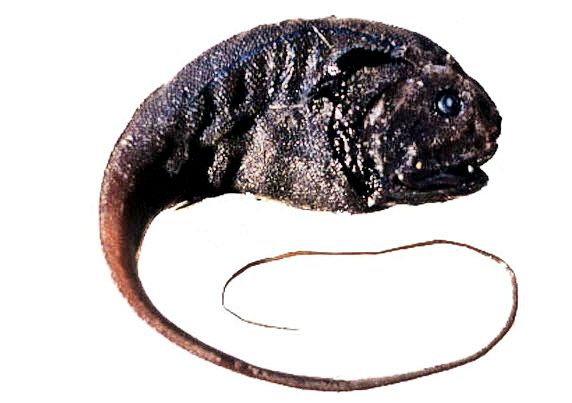 Cetonurus globiceps_03336661